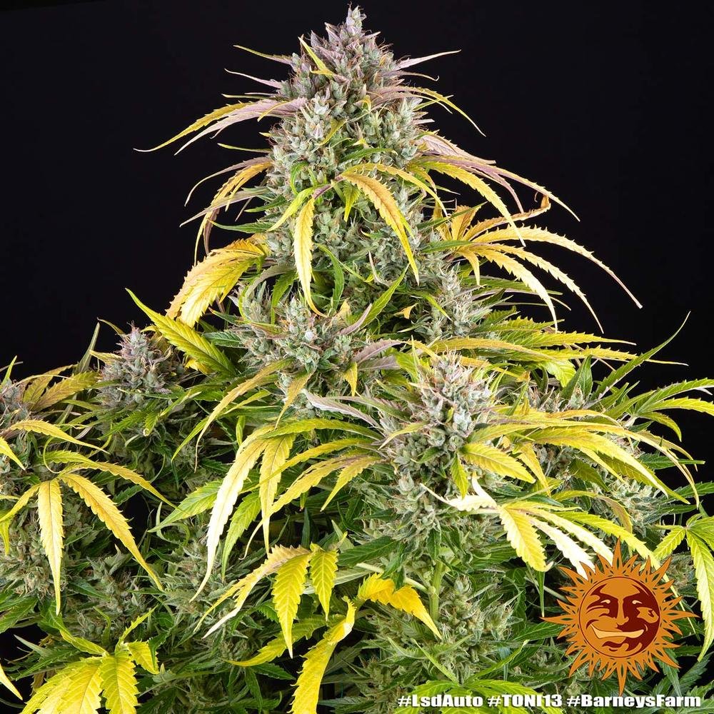 Barneys Farm LSD Auto 3er Pack – Bild 5