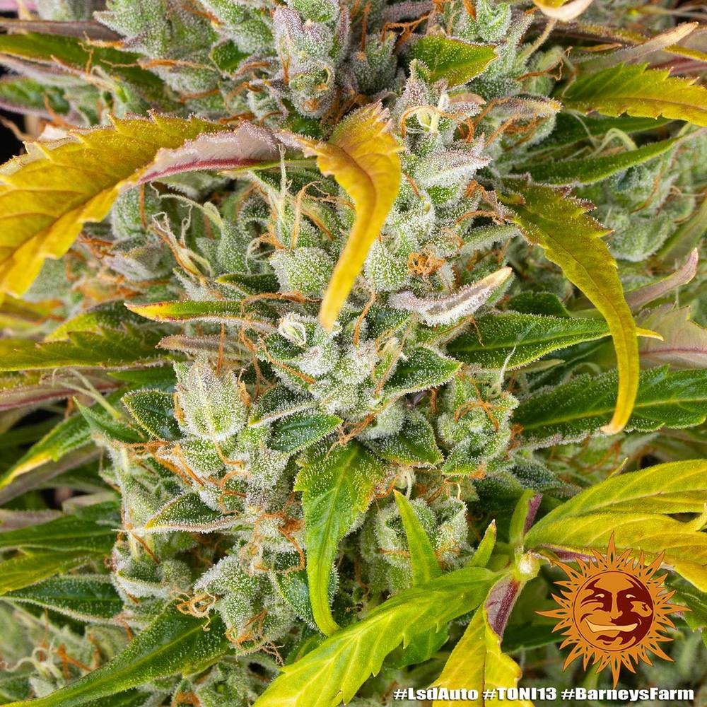 Barneys Farm LSD Auto 3er Pack – Bild 4