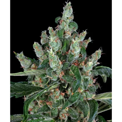 Barneys Farm Laughing Buddha 3er Pack