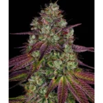 Barneys Farm Mimosa EVO 3er Pack