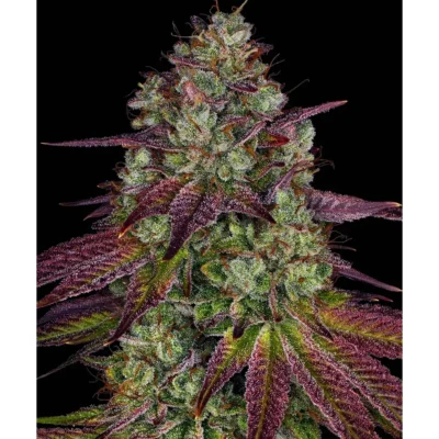 Barneys Farm Mimosa EVO 3er Pack