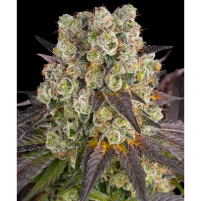 Barneys Farm Purple Punch x Lemon Drizzle