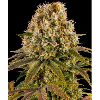 Barneys Farm Strawberry Lemonade 3er Pack