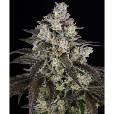 Barneys Farm Trainwreck 3er Pack