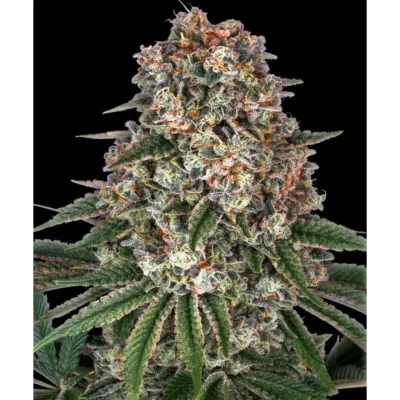 Barneys Farm Tropicanna Banana