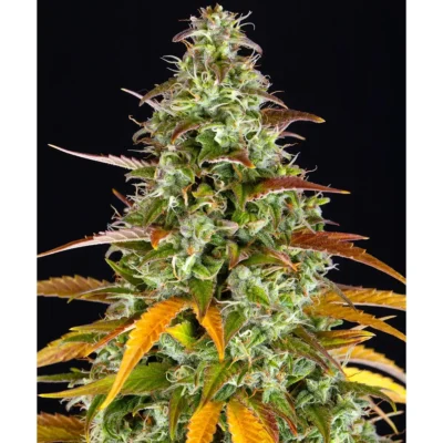 Barneys Farm Watermelon Zkittlez Auto 3er Pack