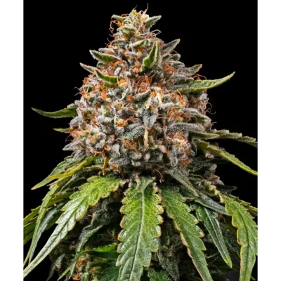 Barneys Farm White Widow XXL 3er Pack