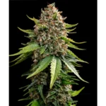 Barneys Farm White Widow XXL Auto 3er Pack