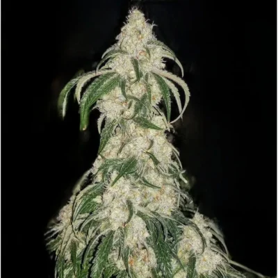 Ethos Genetics Big Fat n‘ Fruity R1 feminisiert – 5 Samen