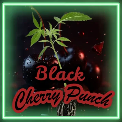 Black Cherry Punch
