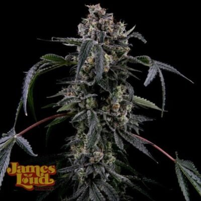 James Loud Genetics Black Radler feminisiert