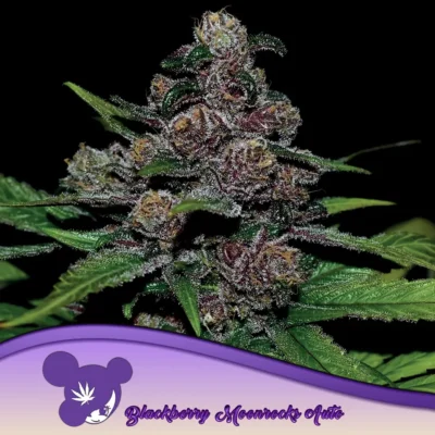 Anesia Seeds Auto Blackberry Moonrocks – 3 Samen