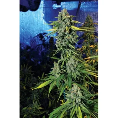 The Cali Connection Blue Dream Haze feminisiert – 6 Samen