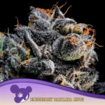 Anesia Seeds Blueberry Banana Auto - 3 Samen