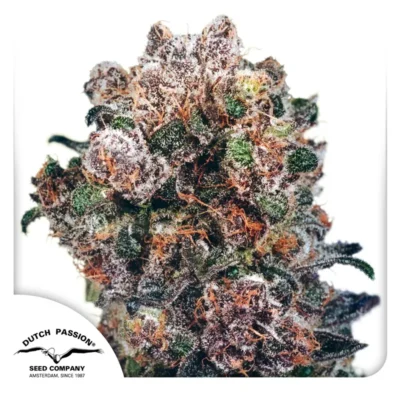 Dutch Passion Blueberry 3er Pack