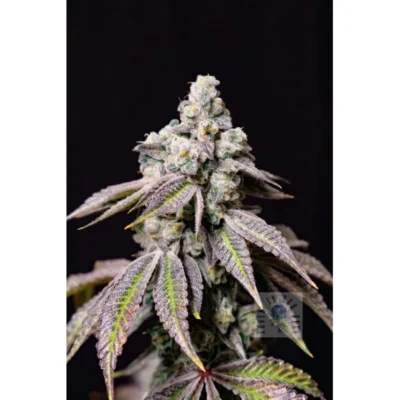 Lovin‘ In Her Eyes Blueberry Fudge feminisiert – 5 Samen