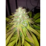 The Cali Connection Boss Hogg Auto autoflowering – 6 Samen