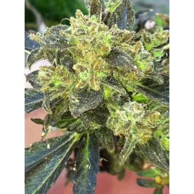 The Cali Connection Boss Hogg feminisiert – 6 Samen