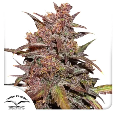 Dutch Passion CBD Auto Blackberry Kush 3er Pack