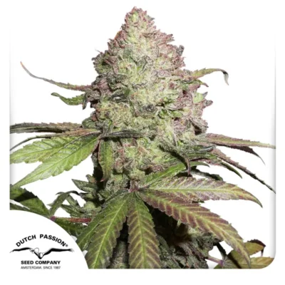 Dutch Passion CBD Auto Charlotte’s Angel 3er Pack