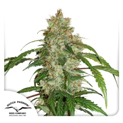 Dutch Passion CBD Auto White Widow 3er Pack