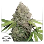 Dutch Passion CBD Charlotte's Angel Feminisiert 3er Pack