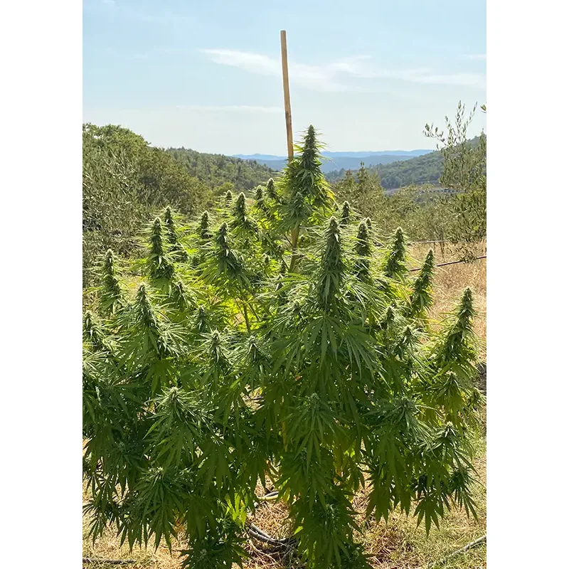 Dutch Passion CBD Charlotte's Angel Feminisiert 3er Pack – Bild 2