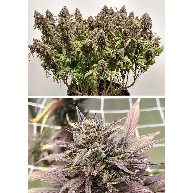 Dutch Passion CBD Charlotte's Angel Feminisiert 3er Pack – Bild 3