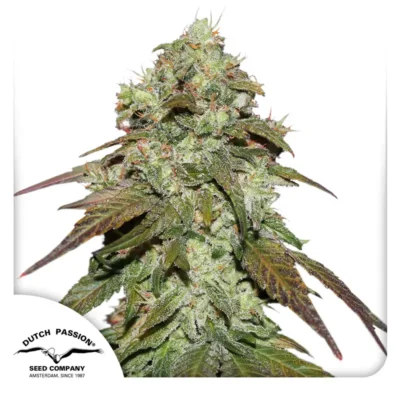 Dutch Passion CBD Mazar Feminisiert – 3 Samen
