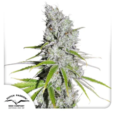 Dutch Passion CBD Skunk Haze 3er Pack