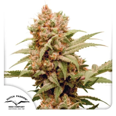 Dutch Passion CBG-Force 3er Pack