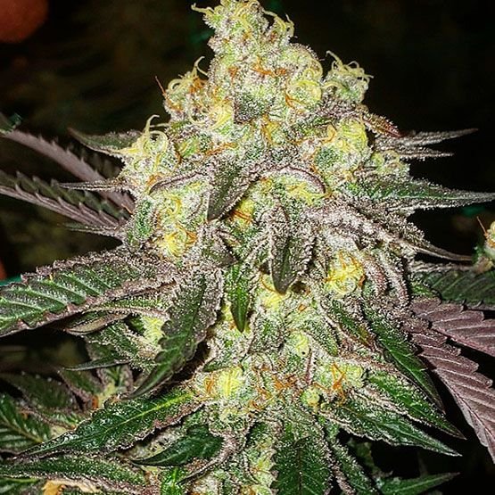 Ethos Genetics Candy Store RBX feminisiert – 5 Samen