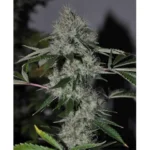 The Cali Connection Chem 4 OG feminisiert – 6 Samen