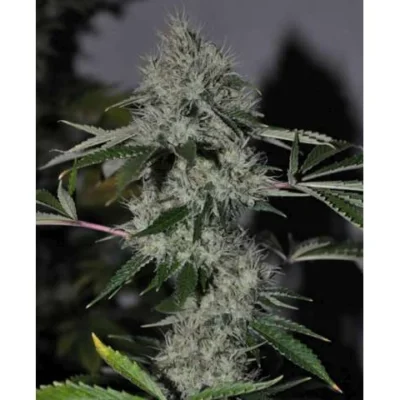 The Cali Connection Chem 4 OG feminisiert – 6 Samen