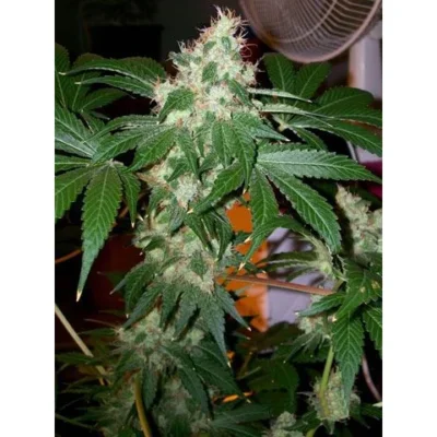 The Cali Connection Chem Valley Kush feminisiert – 6 Samen