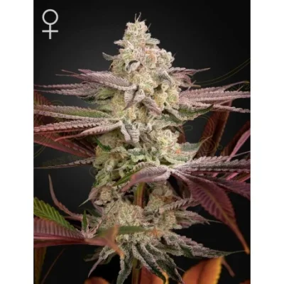 Green House Seed Co. Chemical Bride