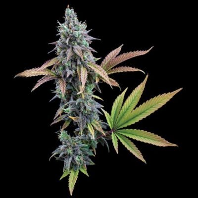 Brothers Grimm Seeds Cinderella 99