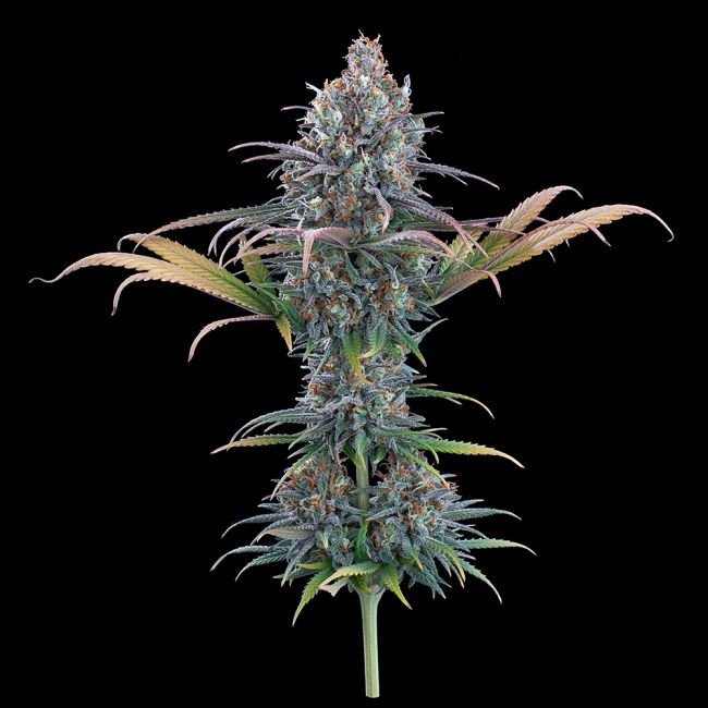 Brothers Grimm Seeds Cinderella Purple feminisiert – 9 Samen – Bild 2