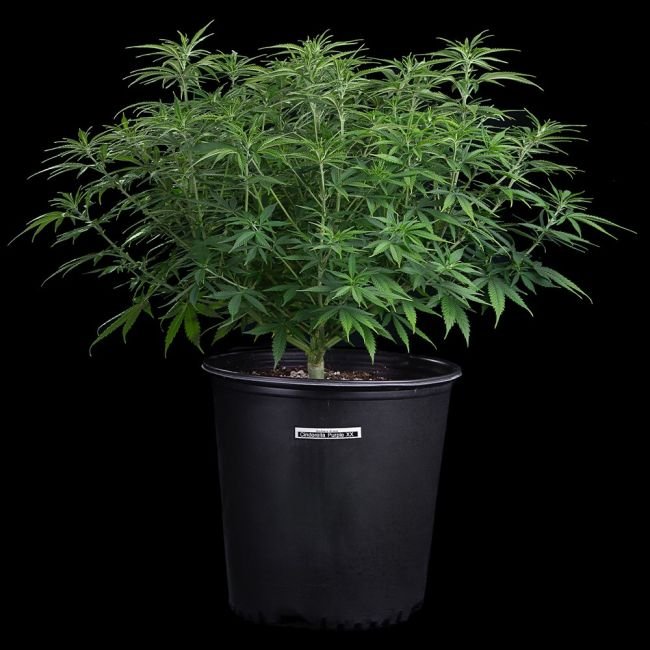 Brothers Grimm Seeds Cinderella Purple feminisiert – 9 Samen – Bild 3