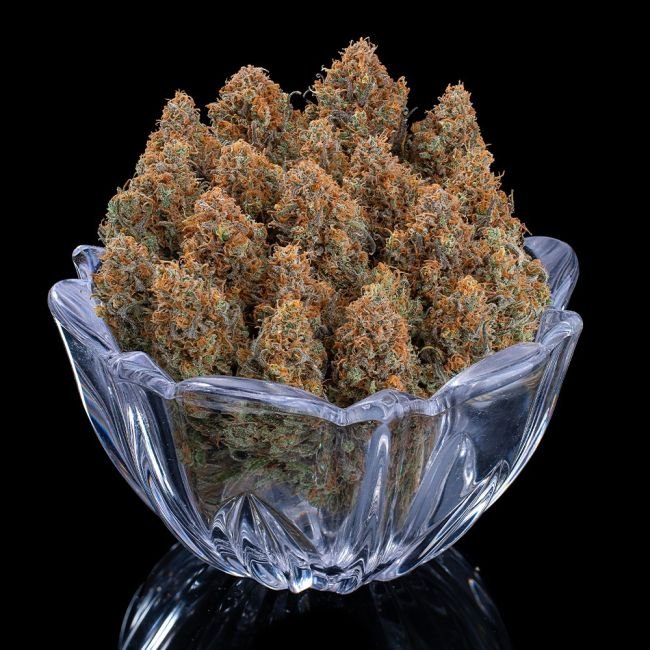 Brothers Grimm Seeds Cinderella Purple feminisiert – 9 Samen – Bild 4