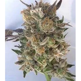 Grand Daddy Genetics Coogies regulär – 10 Samen