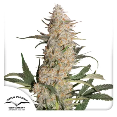Dutch Passion Critical Orange Punch 3er Pack