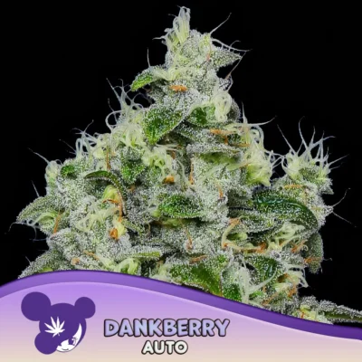 Anesia Seeds Dankberry Auto – 3 Stück