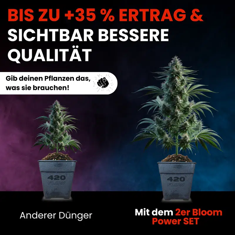 420flow Das Set Bloom + Booster – Bild 7