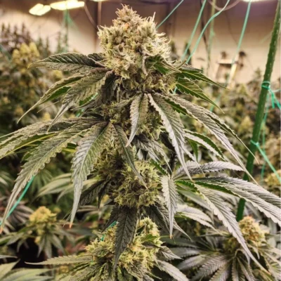 Ethos Genetics Dirty Banana Gen 1 Schnell feminisiert – 5 Samen