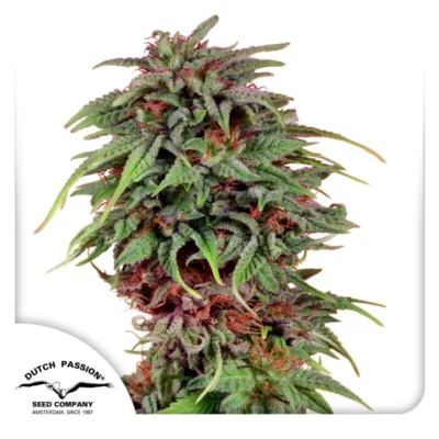 Dutch Passion Durban Poison Regular 10er Pack