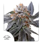 Dutch Passion Blue Zushi - 3 Samen