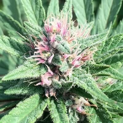 Ace Seeds ErdPurt x PCK regulär – 10 Samen