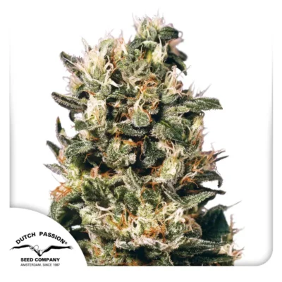Dutch Passion Euforia 3er Pack