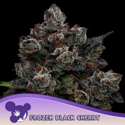 Anesia Seeds Frozen Black Cherry – 3 Samen